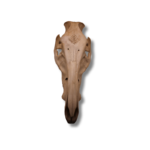 Lietuvos girių knyslio Šerno kaukolė su Baltų genties Perkūno ženklu - Image 3