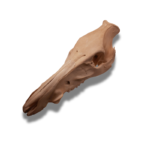 Lietuvos girių brandaus knyslio Šerno kaukolė