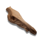 Lietuvos girių brandaus knyslio Šerno kaukolė - Image 3