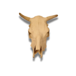 Lietuvos didingo buliaus kaukolė