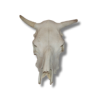 Lietuvos didingo buliaus kaukolė - Image 3