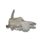 Lietuvos didingo buliaus kaukolė - Image 4