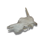 Lietuvos didingo buliaus kaukolė - Image 5