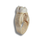 Rankų darbo natūralaus kaulo žiedas su dantimi - Image 3