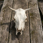 Lietuvos didingo buliaus kaukolė - Image 2