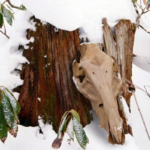 Lietuvos girių knyslio Šerno kaukolė su Baltų genties Perkūno ženklu - Image 2