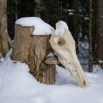 Lietuvos girių brandaus knyslio Šerno kaukolė - Image 2